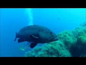 Offshore Scuba Diving Azores Ponta Delgada Best Spot