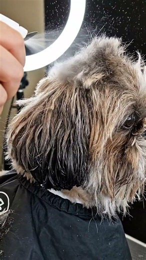 Shih Tzu bowl cut grooming #petgrooming #asmrgrooming