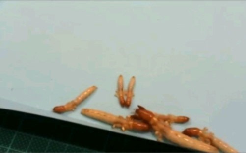 筒蝼科Cylindraustralia活体视频，奇特的直翅目昆虫