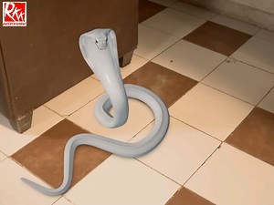 854K views · 14K reactions | इच्छाधारी नागिन ने इंसान रूप में आई | Ichhapyaari Naagin | Viral Video #icchaDhaariNaags #icchapyaariNaagin #nagin #Naagistan #sapera #naagnagin #rkkfilmyscene | RKK TV Serial | Facebook