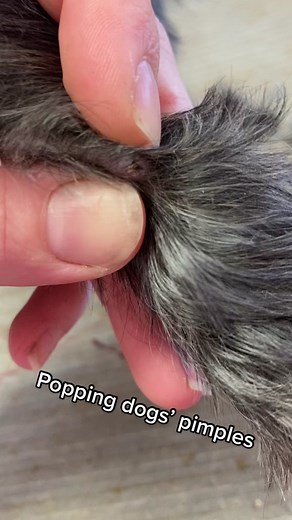 Puppies get pimples too! #dog #grooming #pet #groomer #dogsoftiktok #doggrooming #pimple #pimplepop #pimplepopper #blockedpore #blackhead #cyst #cystpopping #gross #satisfying #melsmenagerie #animals #acne #rescue