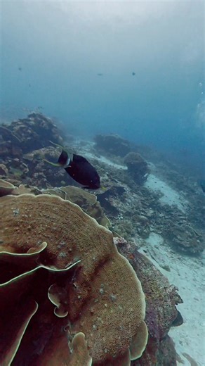 One of the sharks I wanted to see on my dive in Raja Ampat was the “Wobbegong. Success!!! Also known as the carpet shark, it is the flattest shark species. Carpet sharks have five gill slits, two spineless dorsal fins, and a small mouth with barbels. Barbels are whisker-like sensory organs. | David B. Austin