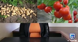 6.7K views · 418 reactions | "Umnotfo wesive semaswati usemhlabatsini, let us stand together and use the land. Let us change the way we look at Agriculture let it not be just a hobby but a business for sustainable development in the country together with Standard Bank #ItCanBe" - Phiwa Shongwe | Standard Bank Eswatini | Facebook