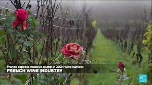 2.7K views · 43 reactions |   These #vineyards in eastern #France have produced #wine for over 2,000 years. Now, with impending #US #tariffs on the horizon with Donald #Trump's re-election to the #WhiteHouse, the wine producers in the region are at risk. FRANCE 24 takes a closer look ⤵️ | FRANCE 24 English | Facebook