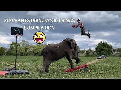 Elephants Doing Amazing Things (BEST COMPILATION)