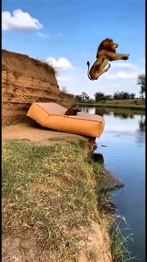 Sleeping Lion Gets Pranked by a Wild Boar and Flies into the Pool 😂🦁🐗 #icywaters #wildlife #orca