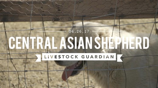 CENTRAL ASIAN SHEPHERDS THE ULTIMATE LIVE STOCK GUARDIAN