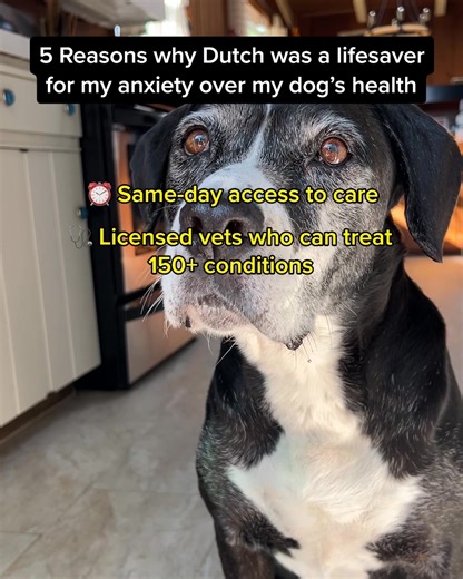 New member deal! Sign up for Dutch and get unlimited vet calls for just $7 a month: ✨ Unlimited vet calls for 5 pets ✨ Licensed vets who can treat 150 conditions virtually ✨ Expert care & same-day appointments ✨ 600,000 members & tons of 5-star reviews Don't wait—sign up today! | Dutch