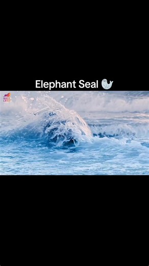 Elephant Seal Power! All for the Mate. #wildanimals #wildlife #documentary #trending #viral