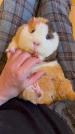 Engaging Guinea Pig Moments: Cute and Funny Adventures