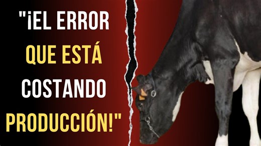 1.2K views · 25 reactions | ¿Por Qué Mis Vacas Lecheras No Comen?...
