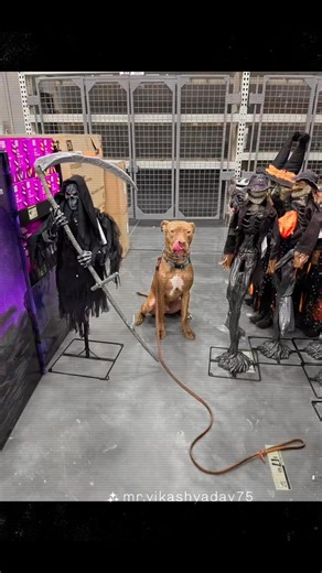Halloween is almost here! At #completecaninetrainingspokane, our dogs are getting some spooky exposure! | Complete Canine Training - Spokane