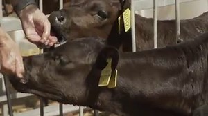 Animals should be recognised not as objects but as emotional beings. Parliament voted not to include animal sentience in the EU (Withdrawal) Bill as they believe it is mentioned in the Animal Welfare Act - but it's not, and the Act doesn't cover every species of animal. Help us continue the fight for sentience in UK law: http://bit.ly/2wSuehj | RSPCA (England & Wales)