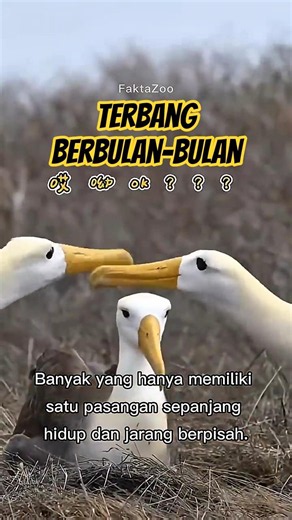 The Eternal Loyalty of the Wandering Albatross" 🕊️🌊 #animalfacts #unique facts