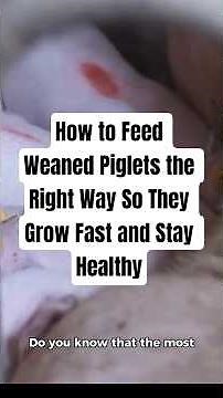 How to Feed Weaned Piglets the Right Way So They Grow Fast and Stay Healthy