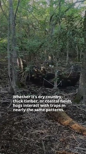 Hog Behavior Doesn’t Change — That’s Why This Net Trap Works