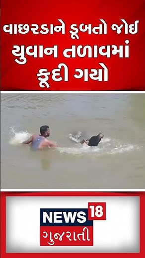 Odisha News : વાછરડાને ડૂબતો જોઈ યુવાન તળાવમાં કૂદી ગયો | Cow | Rescue | Gujarati Samachar #shorts