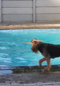 39K views · 1.3K reactions | Pool dogs | Palazzo Airedales recovered | Facebook