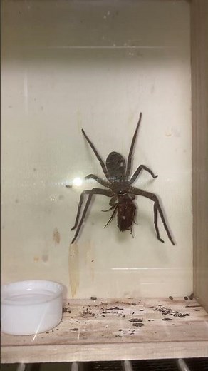 How to reliably prey on cockroaches by adult Huntsman spiders.