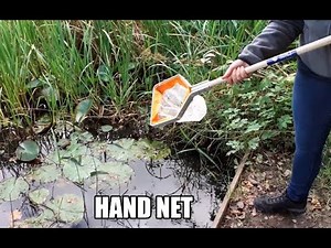How to use a net when pond dipping