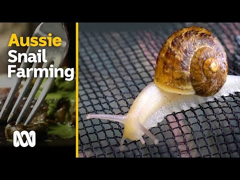 Snail farming in Australia - slow, small and sustainable | Escargot Day | ABC Australia