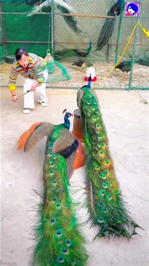 Peacock Channel on YouTube #peacock #peafowl #pavo