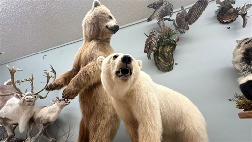 How common are Grolar Bears?