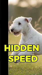 The Dog That Looks Like a Lamb! 🐑 Bedlington Terrier (Rare Dog Breed)