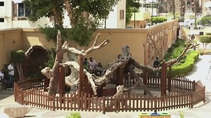 Egypt reopens site of ancient Virgin Mary Tree