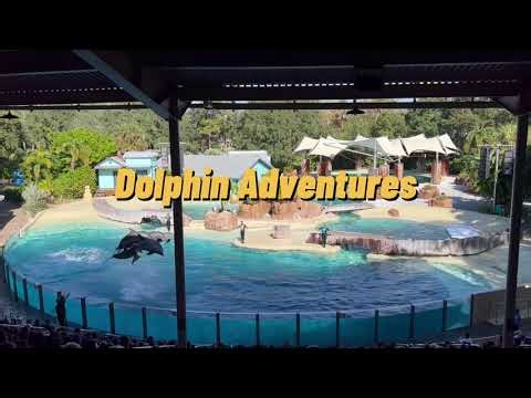 Dolphin Fun at Dolphin Stadium | Orlando SeaWorld