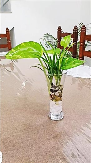 Money Plant Table Decor #shots #moneyplant #diy #plants