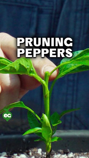 How to Top Pepper Plants for More Fruit