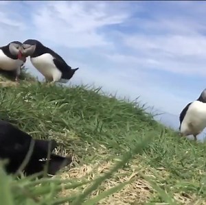 62K views · 1K reactions | Mating season at the Cliffs of Moher is a...