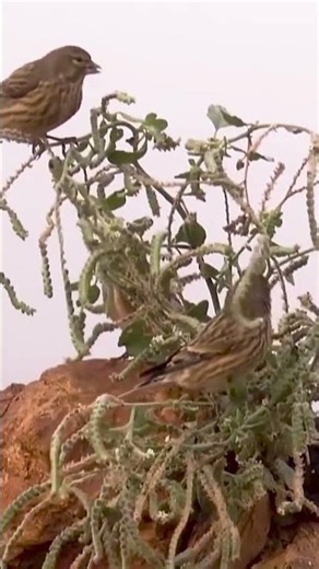 🎶 LINOTTE RECLAMANT - BEAUCOUP ARRIVENT!