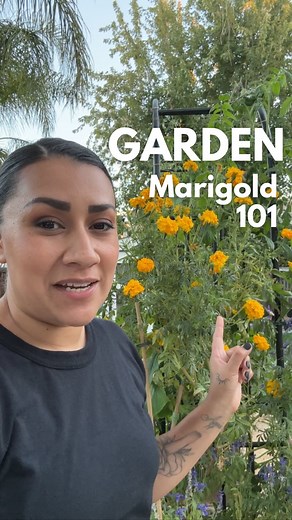 Monica Chavez | DIY | Latina | Marigold 101 All varieties of marigolds are beginner friendly and good for the garden. The key is knowing which marigold you are growing... | Instagram
