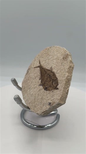 Fossil Fish, Eocene, Green River, Kemmerer, WY - Good Detail