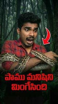కొండచిలువ మనిషిని మింగేసింది..🐍||Python Swallowed Woman..