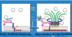 Study of synapse strength focuses on ‘active zones’