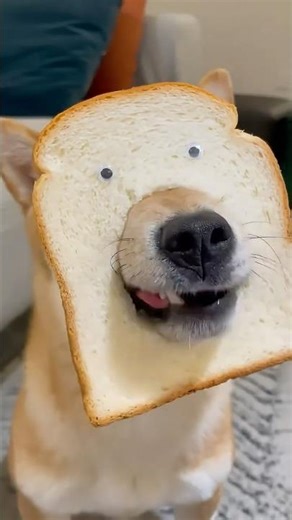 I Bet You Can’t Watch This 30-Second Dog Clip Without Laughing!🤣