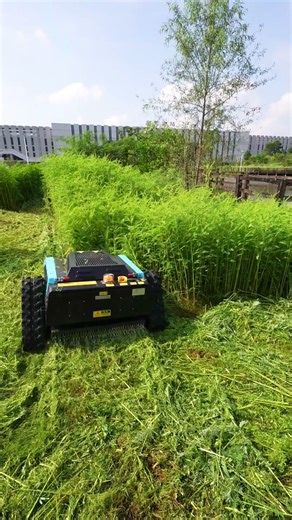 Sharp Edging, Clean Cuts — The Ultimate Lawn Refresh 🍃