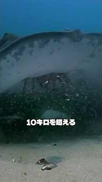 タカアシガニ数万匹の衝撃的な生存戦略 #タカアシガニ
