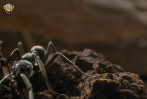 94K views · 2.9K reactions | Amazonian ant - हिन्दी डॉक्यूमेंट्री Part 2 #animals #wildanimals #documentary #wildlife #wildsearthtv | Wild Earth HDTv | Facebook