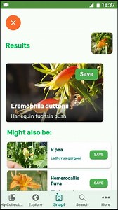 PlantSnap.com identifiesHarlequin fuchsia bush (Eremophila duttonii), a flowering plant in the figwort family, Scrophulariaceae and is endemic to mainland Australia where it occurs in all the mainland states except Victoria. | PlantSnap