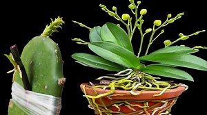 87K views · 2.8K reactions | How to Grow Orchids FAST! Strong Flower Sprouts, Healthy Development | Balcony & Garden | Facebook