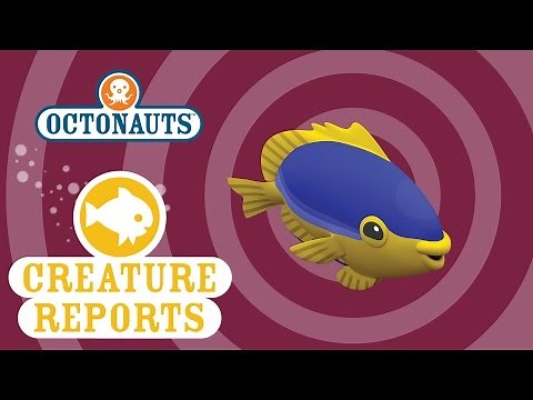 Octonauts: Creature Reports - Damsel Fish