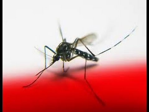 Mosquito Trap (Does it work?)