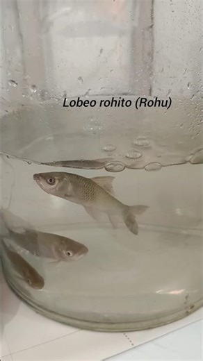 #Practical #FishIdentification #Dissection #Fishery #Fish #trending #hype #viral #shorts @MrBeast