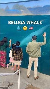 Mystic Aquarium, Connecticut🇺🇸 “Just WOW! 😍 #shikhakiduniya