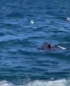 Man films fatal shark attack in Sydney Australia