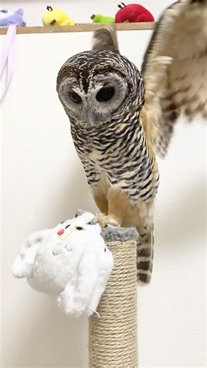 ヘドウィグ大好きなドーナッツちゃん #フクロウ #owl #shorts